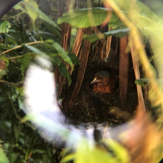 Giant Antpitta at Angel Paz